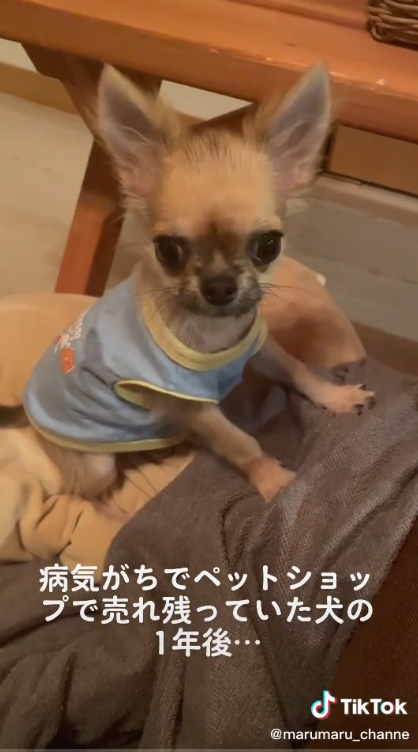 水色の洋服を着ているチワワ