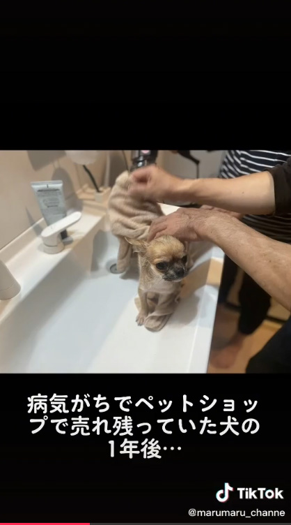 お風呂に入るチワワ