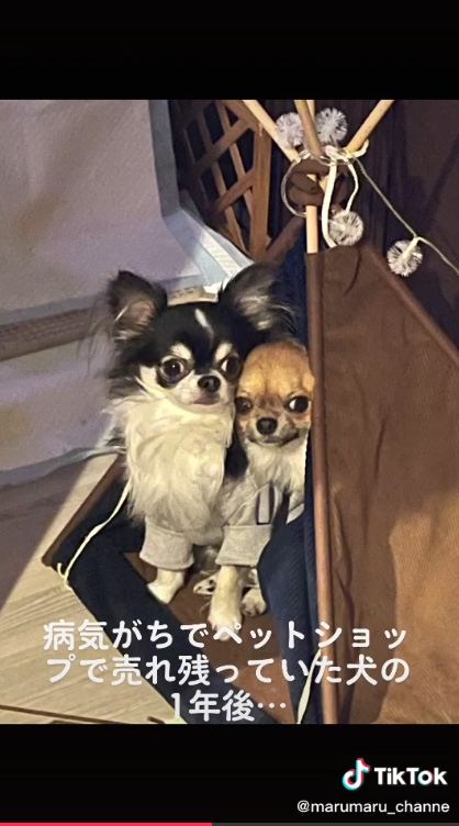 なおまるくんとテント