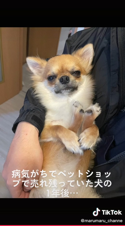 あしをぎゅっとするチワワ