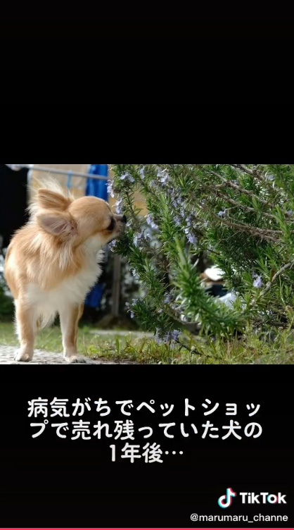 葉っぱが気になるまゆまるくん