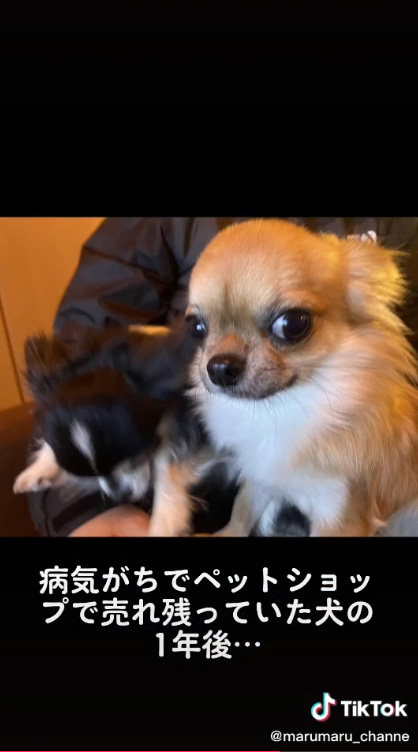 こちらを見ているチワワ