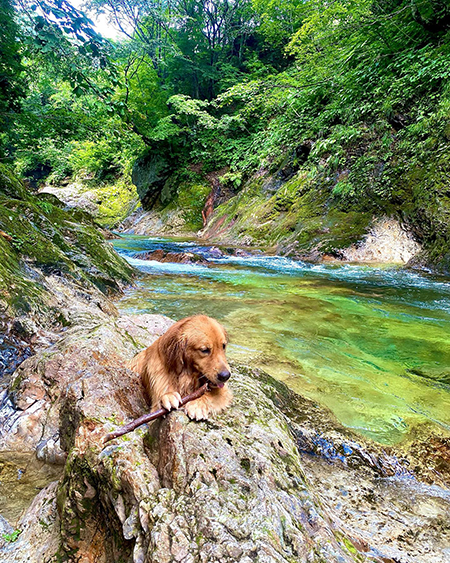 枝かじりゴールデンレトリバー