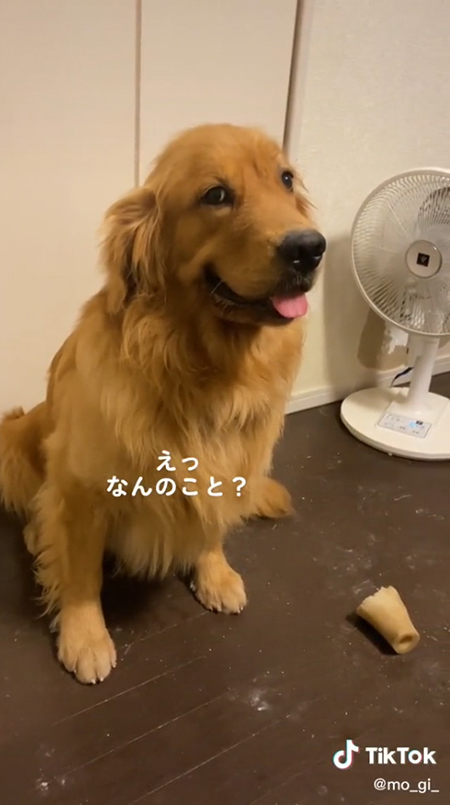 ゴールデンレトリバーのとぼけた表情