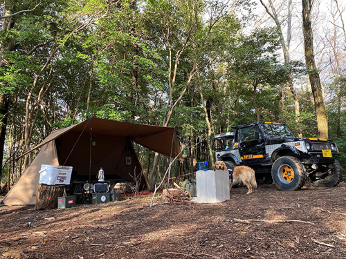 ゴールデンレトリバーとキャンプ