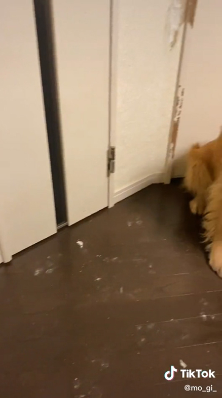 ゴールデンレトリバーの脚だけ