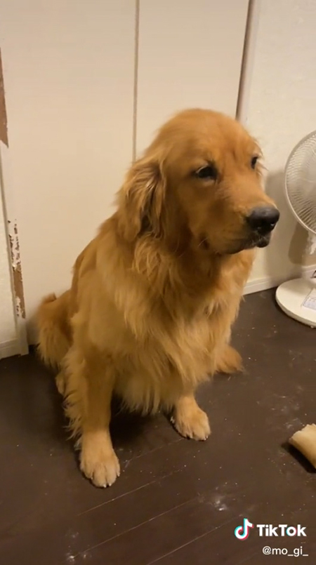 ゴールデンレトリバーの全身