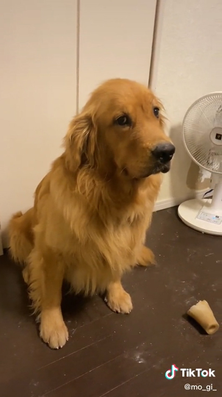 ゴールデンレトリバーちらっと