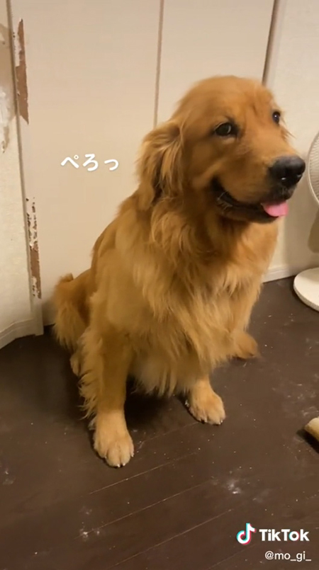 ゴールデンレトリバーのぺろっ