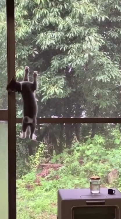 網戸クライマーマーチェくん