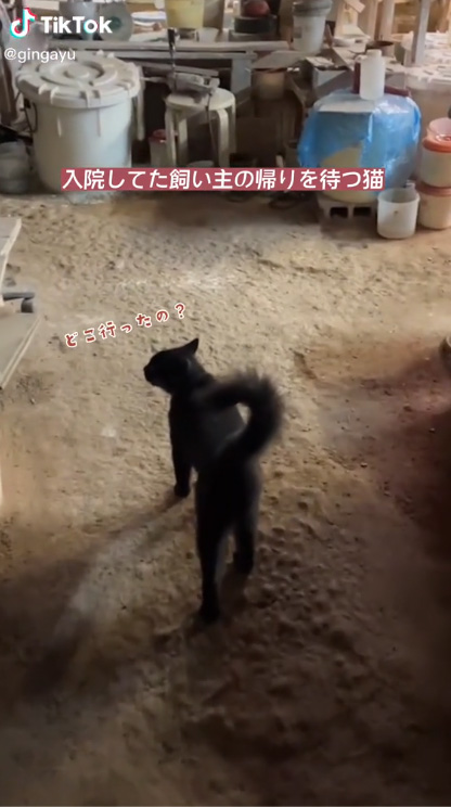 どこ行ったの？という猫