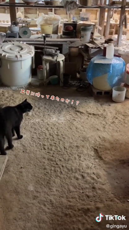 帰ってきたのかと言う猫