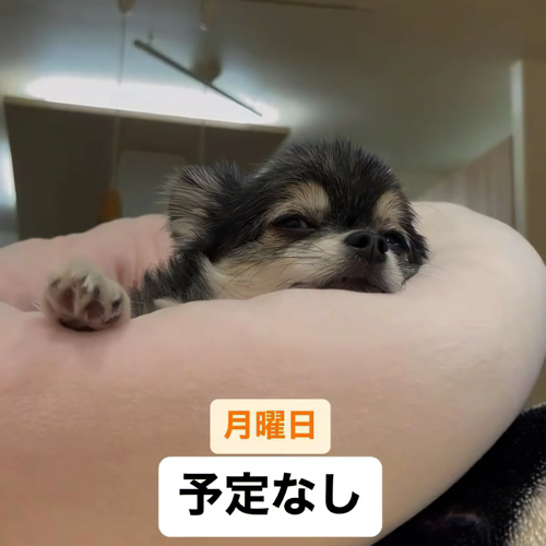 薄めをあける犬