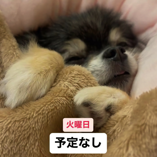 夢見てそうな犬