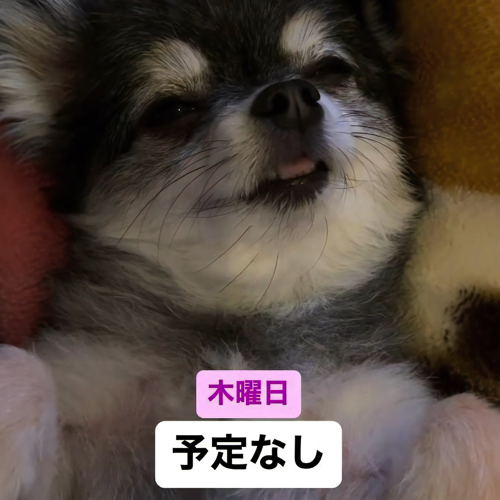 笑っているような犬