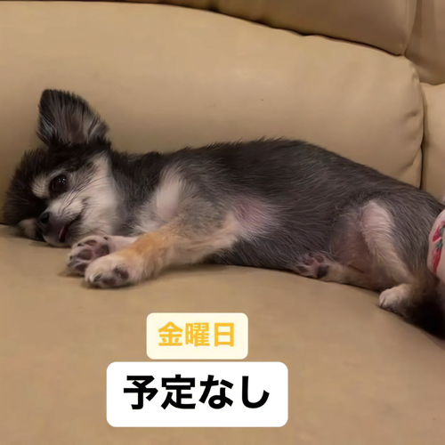 脱力する犬