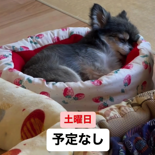 ベッドに体を預ける犬