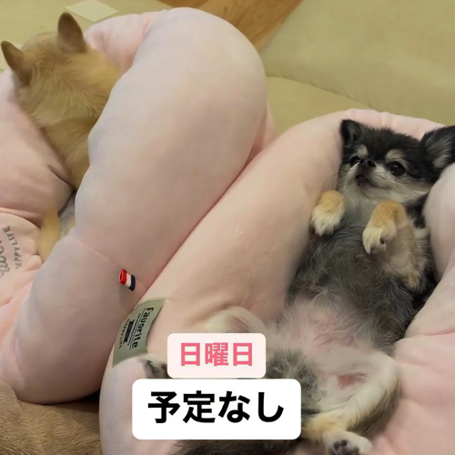 全てを開放する犬
