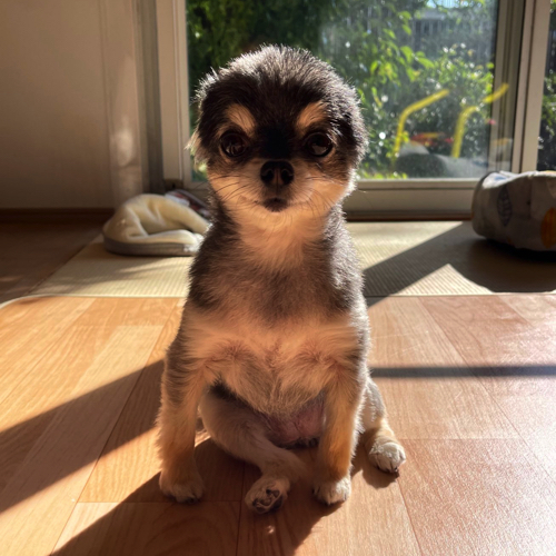 おっさんみたいな犬