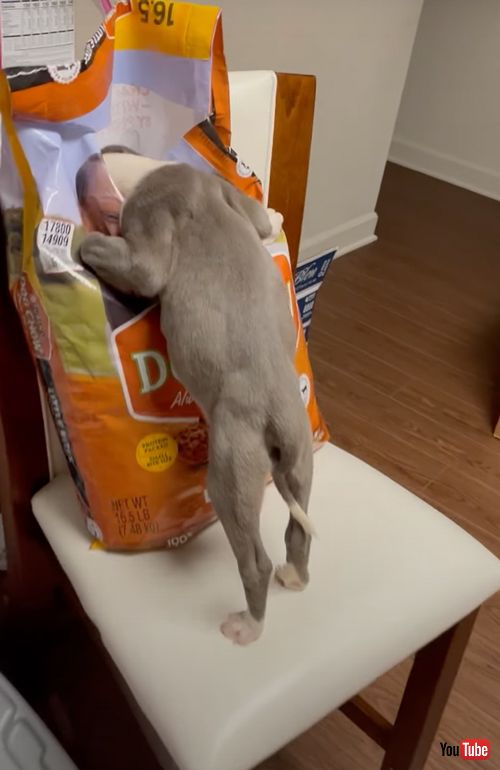 食欲旺盛な子犬
