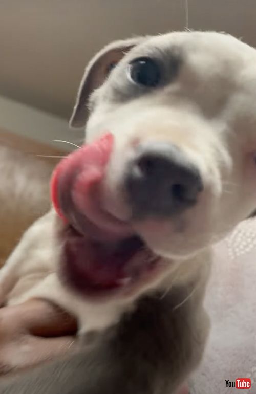 食欲旺盛な子犬