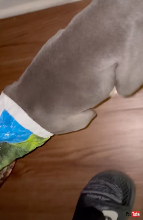 食欲旺盛な子犬