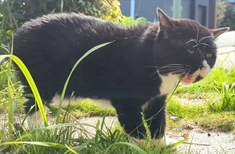 猫のトリミング