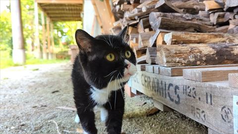 薪とにゃんこアップ