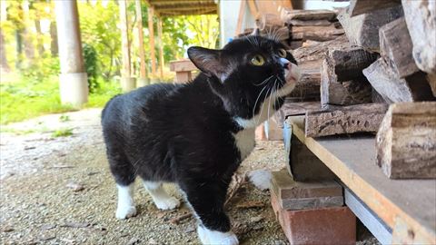 薪に顔を近づける猫