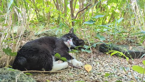 自然の中でくつろぐにゃんこ