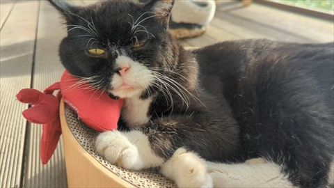 エビの上で寝る猫