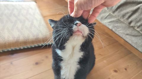 なでなでされるにゃんこ