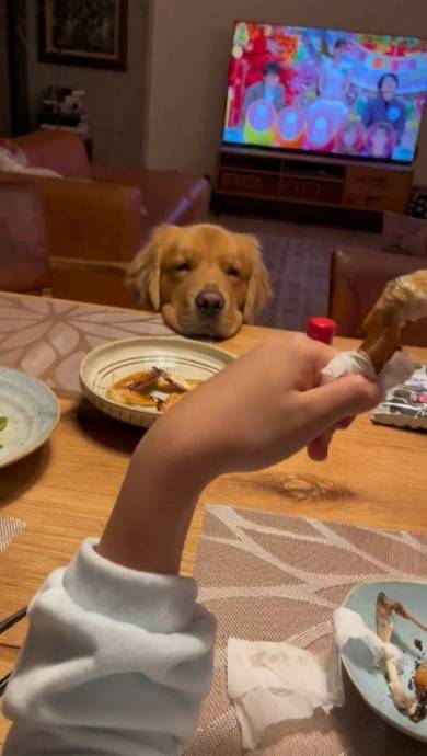 手羽先食べたいゴールデンレトリバー