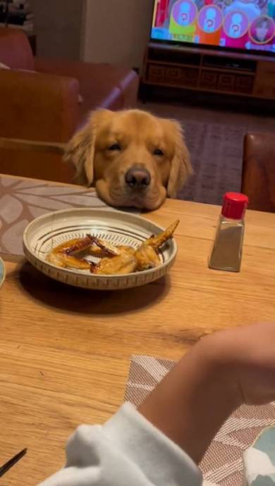 手羽先食べたいゴールデンレトリバー