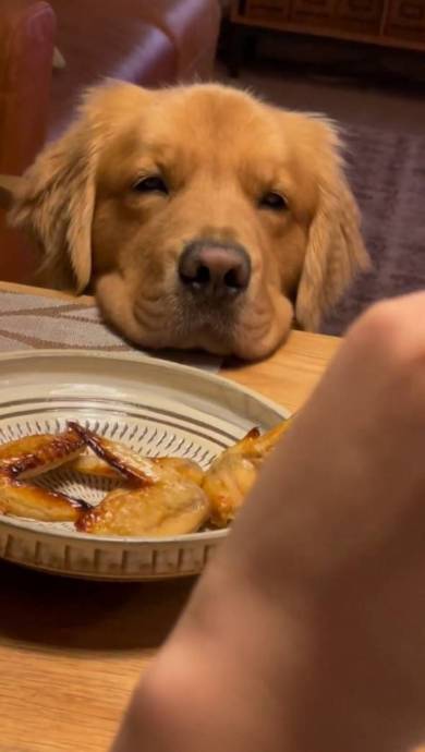 手羽先食べたいゴールデンレトリバー