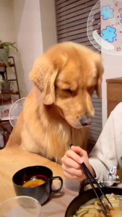 手羽先食べたいゴールデンレトリバー