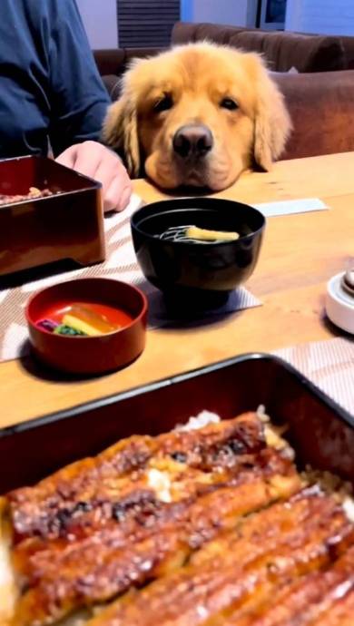 手羽先食べたいゴールデンレトリバー