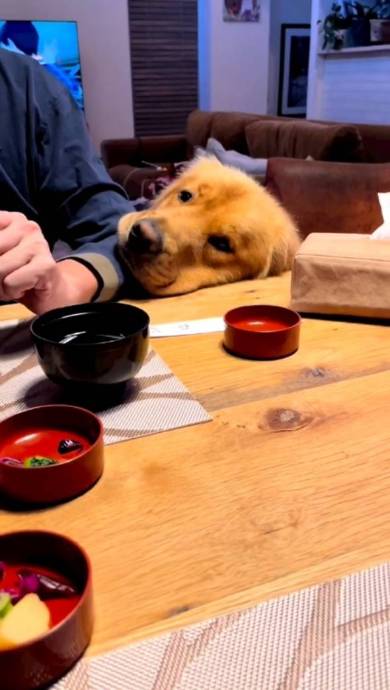 手羽先食べたいゴールデンレトリバー