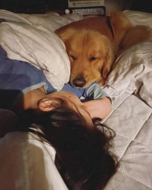 手羽先食べたいゴールデンレトリバー