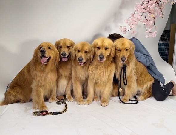 手羽先食べたいゴールデンレトリバー