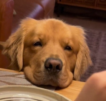 手羽先食べたいゴールデンレトリバー