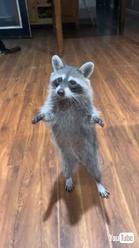 クッキーをもらう野生のアライグマ