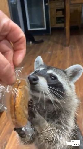 クッキーをもらう野生のアライグマ