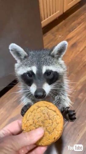 クッキーをもらう野生のアライグマ