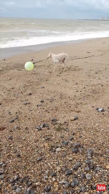 おもちゃで遊ぶ犬