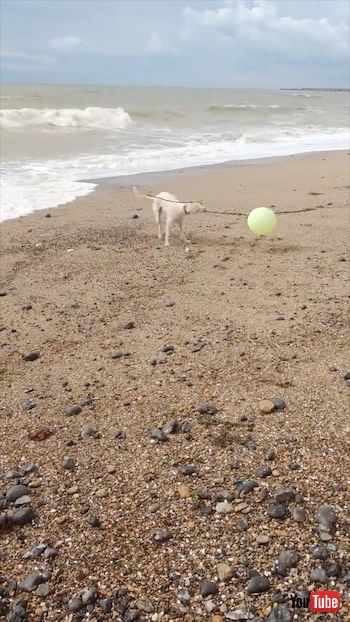 おもちゃで遊ぶ犬