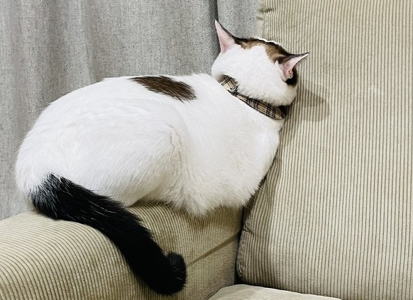 顔をソファにつっこむ猫