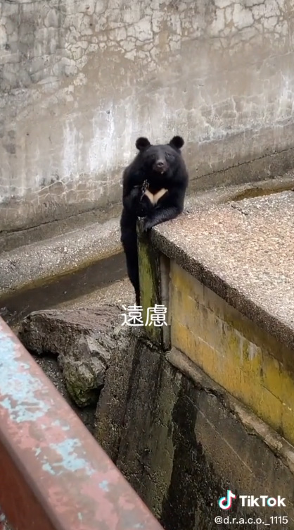 正面を見る遠慮クマ