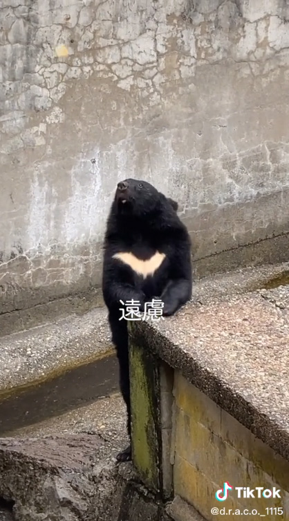 上をみる遠慮クマ