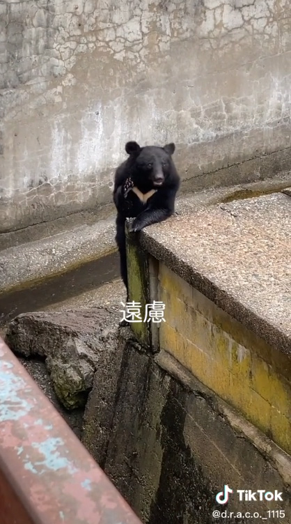 右を見る遠慮クマ